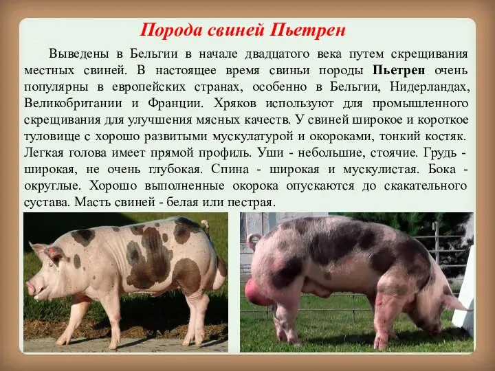 Порода свиней Пьетрен Выведены в Бельгии в начале двадцатого века путем скрещивания