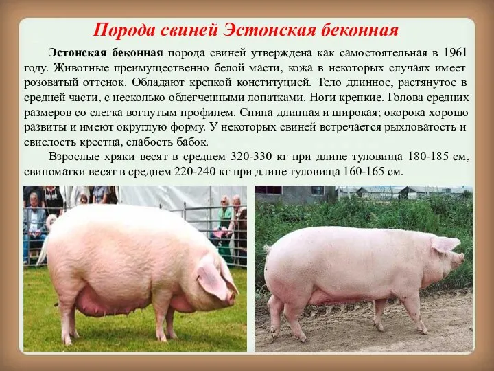 Порода свиней Эстонская беконная Эстонская беконная порода свиней утверждена как самостоятельная в