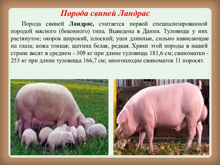 Порода свиней Ландрас Порода свиней Ландрас, считается первой специализированной породой мясного (беконного)