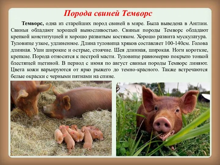 Порода свиней Темворс Темворс, одна из старейших пород свиней в мире. Была