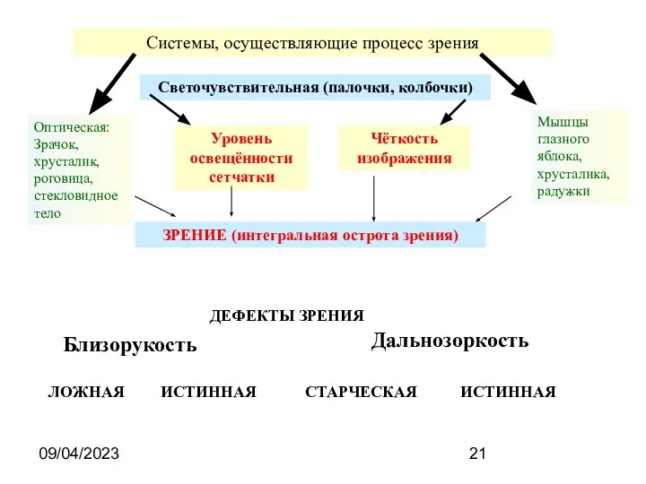 09/04/2023 Системы, осуществляющие процесс зрения Светочувствительная (палочки, колбочки) Оптическая: Зрачок, хрусталик, роговица,