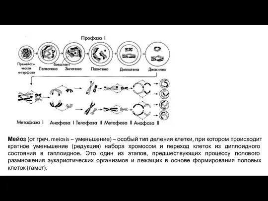 Мейоз (от греч. meiosis – уменьшение) – особый тип деления клетки, при