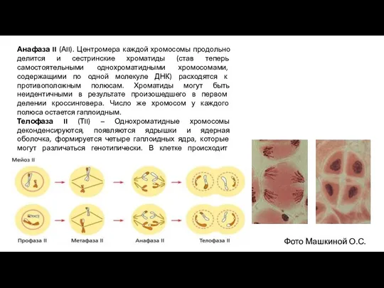 Анафаза II (АII). Центромера каждой хромосомы продольно делится и сестринские хроматиды (став