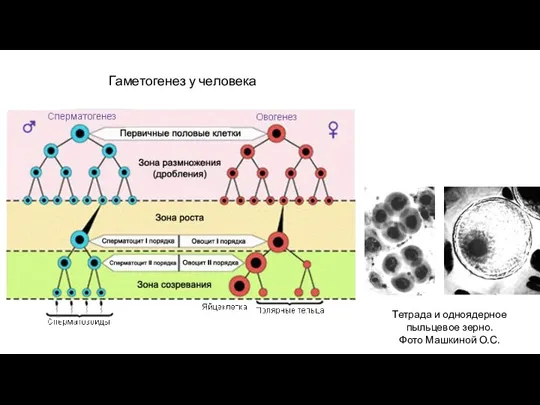 Тетрада и одноядерное пыльцевое зерно. Фото Машкиной О.С. Гаметогенез у человека