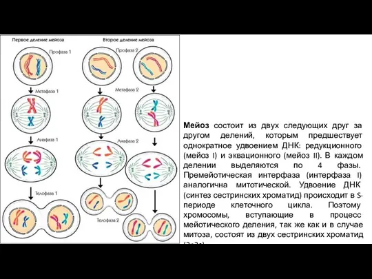 Мейоз состоит из двух следующих друг за другом делений, которым предшествует однократное