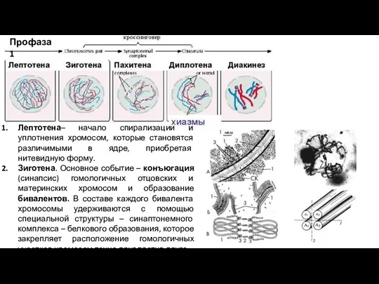 Лептотена– начало спирализации и уплотнения хромосом, которые становятся различимыми в ядре, приобретая