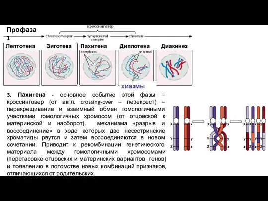 Профаза 1 3. Пахитена - основное событие этой фазы – кроссинговер (от