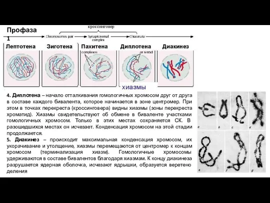 4. Диплотена – начало отталкивания гомологичных хромосом друг от друга в составе