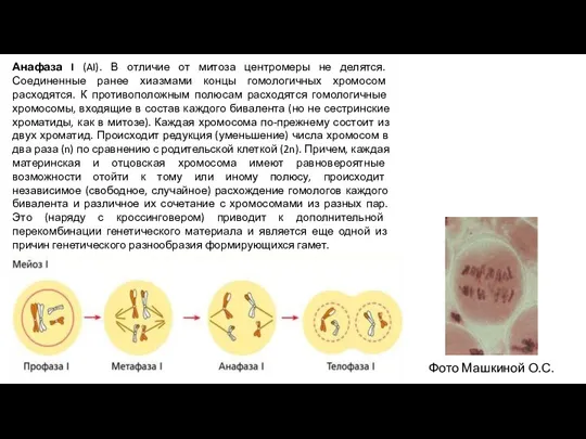 Анафаза I (AI). В отличие от митоза центромеры не делятся. Соединенные ранее