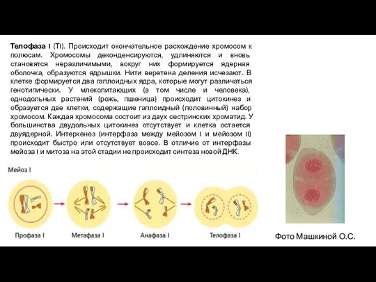 Телофаза I (ТI). Происходит окончательное расхождение хромосом к полюсам. Хромосомы деконденсируются, удлиняются