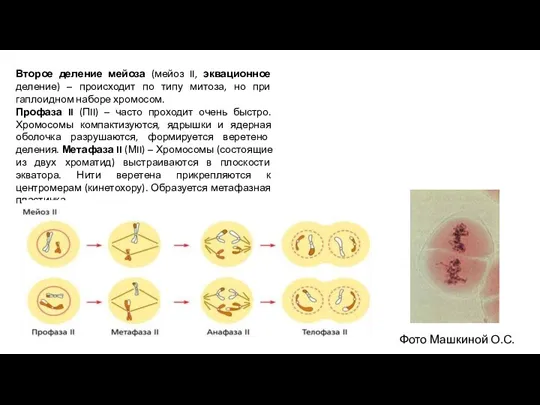 Второе деление мейоза (мейоз II, эквационное деление) – происходит по типу митоза,