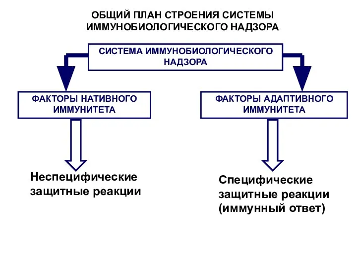 ОБЩИЙ ПЛАН СТРОЕНИЯ СИСТЕМЫ ИММУНОБИОЛОГИЧЕСКОГО НАДЗОРА СИСТЕМА ИММУНОБИОЛОГИЧЕСКОГО НАДЗОРА ФАКТОРЫ АДАПТИВНОГО ИММУНИТЕТА