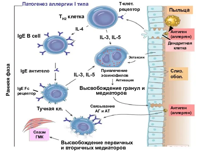Патогенез аллергии I типа T-клет. рецептор IL-3, IL-5 TH2 клетка IL-4 IL-3,