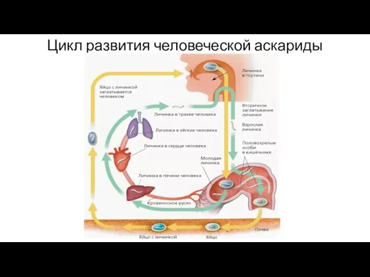 Цикл развития человеческой аскариды