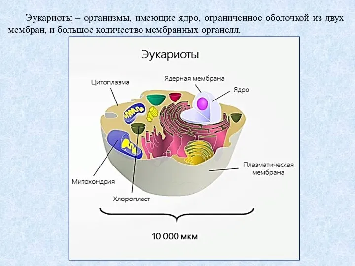 Эукариоты – организмы, имеющие ядро, ограниченное оболочкой из двух мембран, и большое количество мембранных органелл.
