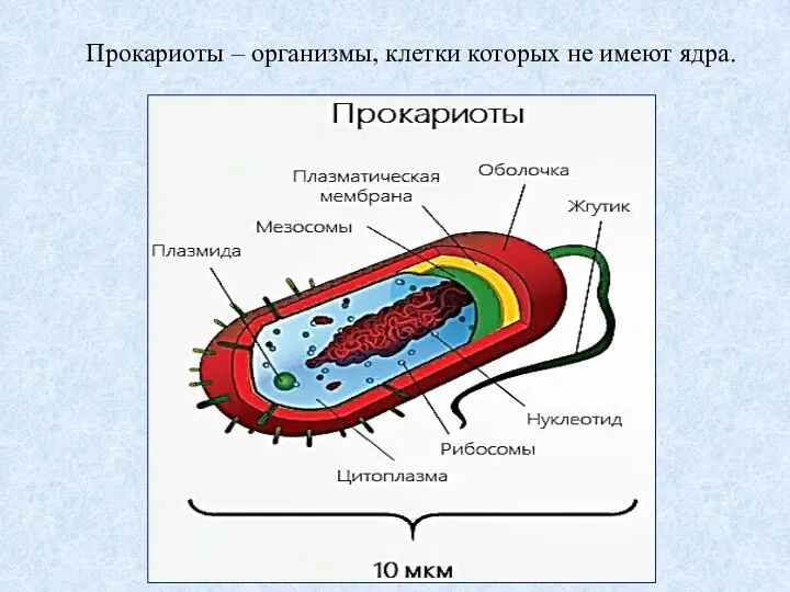 Прокариоты – организмы, клетки которых не имеют ядра.
