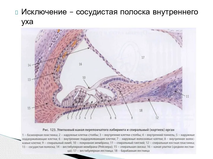 Исключение – сосудистая полоска внутреннего уха