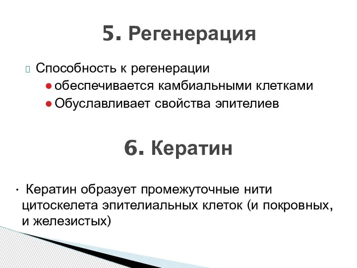 Способность к регенерации обеспечивается камбиальными клетками Обуславливает свойства эпителиев 5. Регенерация 6.