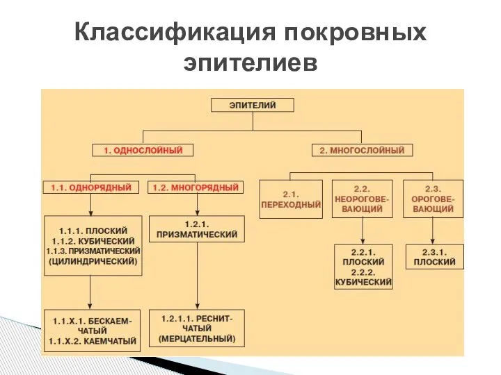 Классификация покровных эпителиев