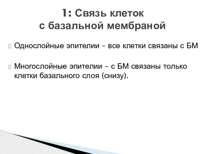 Однослойные эпителии – все клетки связаны с БМ Многослойные эпителии – с