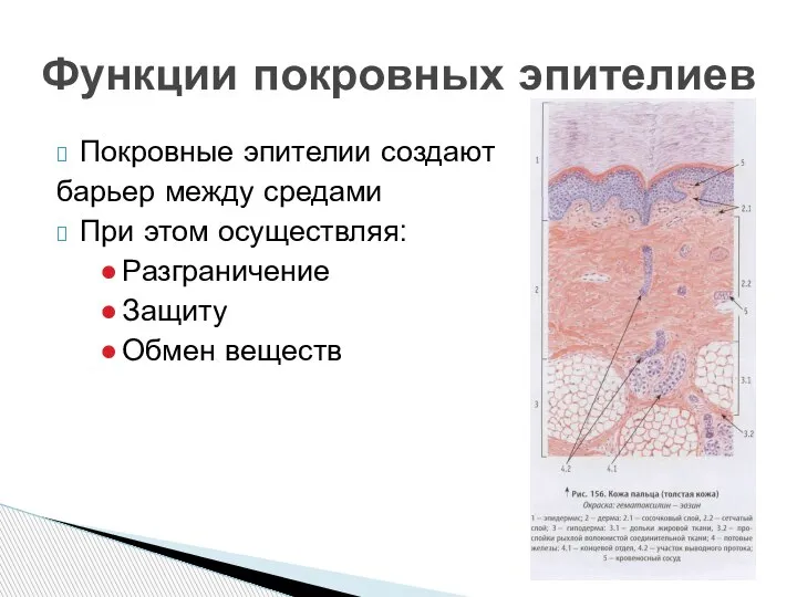 Функции покровных эпителиев Покровные эпителии создают барьер между средами При этом осуществляя: Разграничение Защиту Обмен веществ