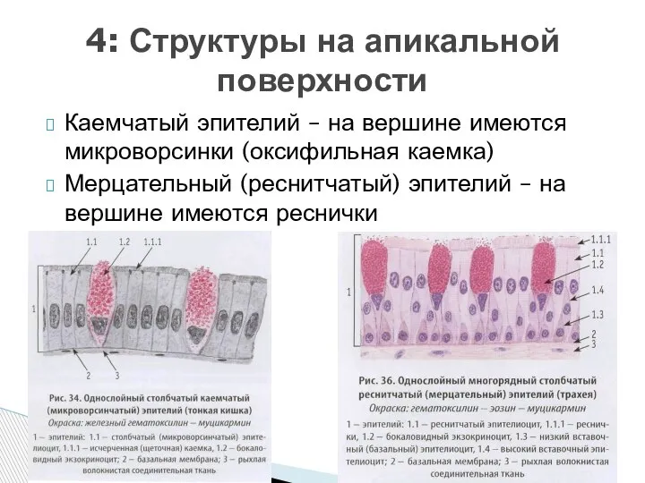 Каемчатый эпителий – на вершине имеются микроворсинки (оксифильная каемка) Мерцательный (реснитчатый) эпителий