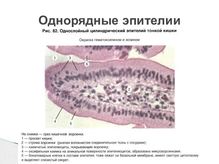 Однорядные эпителии