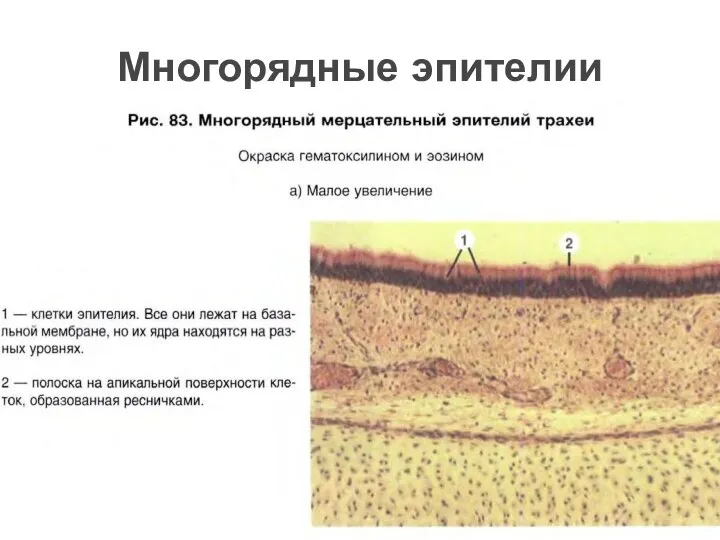 Многорядные эпителии