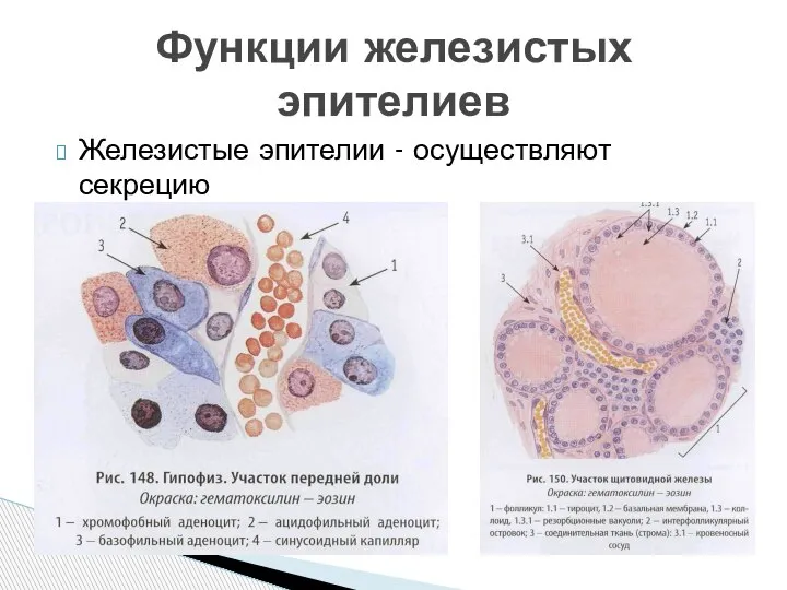 Железистые эпителии - осуществляют секрецию Функции железистых эпителиев