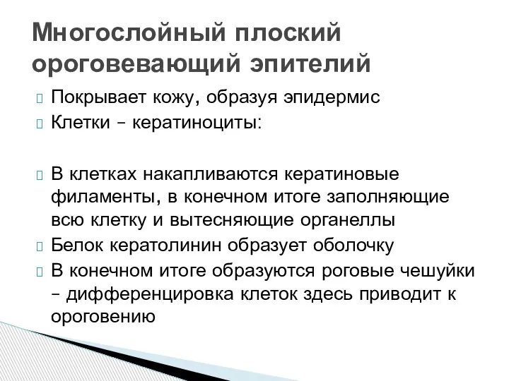 Покрывает кожу, образуя эпидермис Клетки – кератиноциты: В клетках накапливаются кератиновые филаменты,