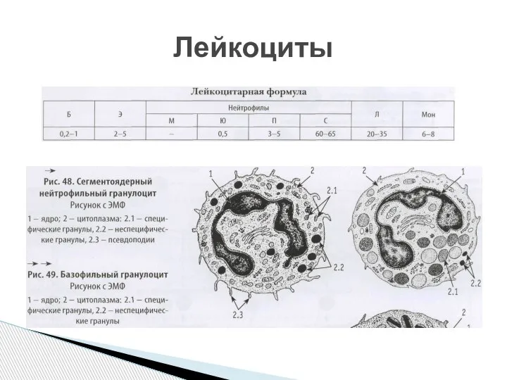 Лейкоциты