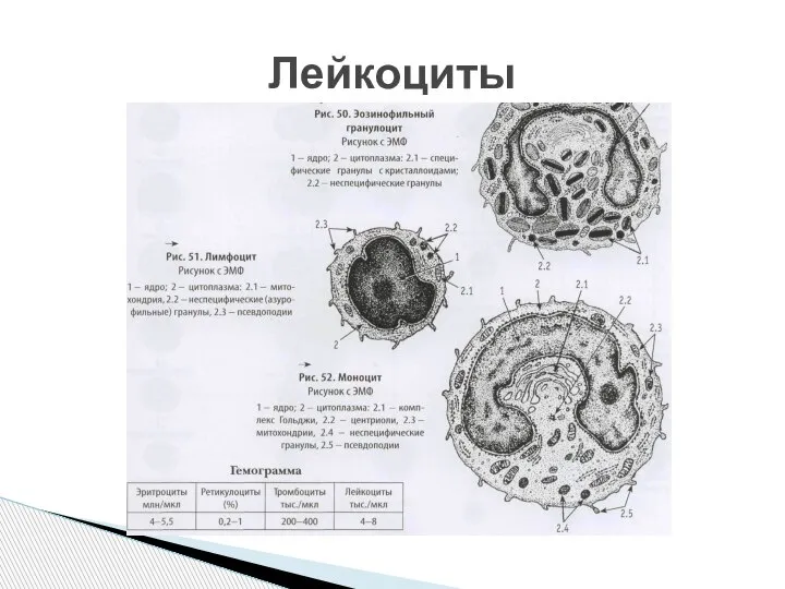 Лейкоциты