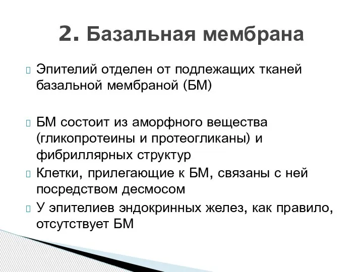 Эпителий отделен от подлежащих тканей базальной мембраной (БМ) БМ состоит из аморфного