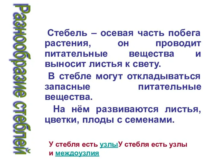 Стебель – осевая часть побега растения, он проводит питательные вещества и выносит