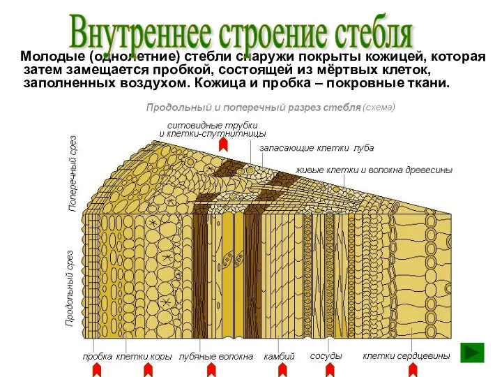 Молодые (однолетние) стебли снаружи покрыты кожицей, которая затем замещается пробкой, состоящей из