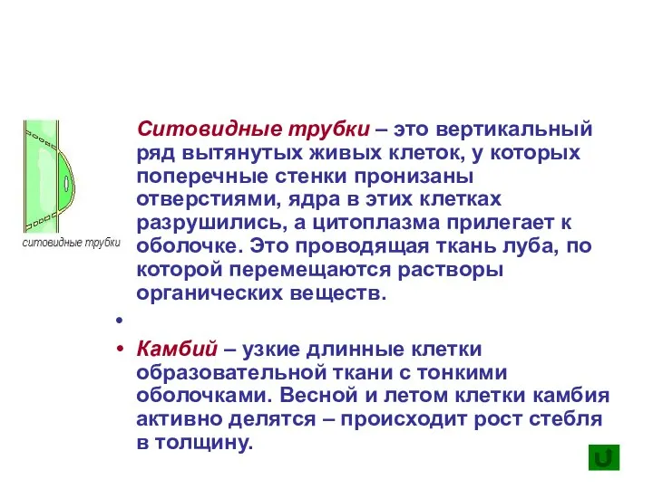 Ситовидные трубки – это вертикальный ряд вытянутых живых клеток, у которых поперечные