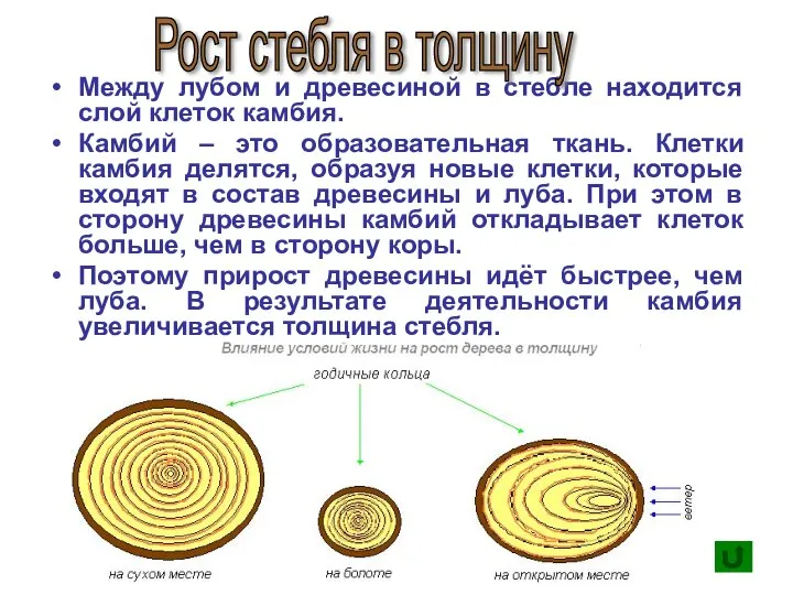 Между лубом и древесиной в стебле находится слой клеток камбия. Камбий –