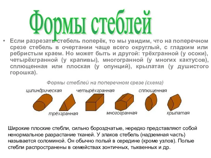 Если разрезать стебель поперёк, то мы увидим, что на поперечном срезе стебель