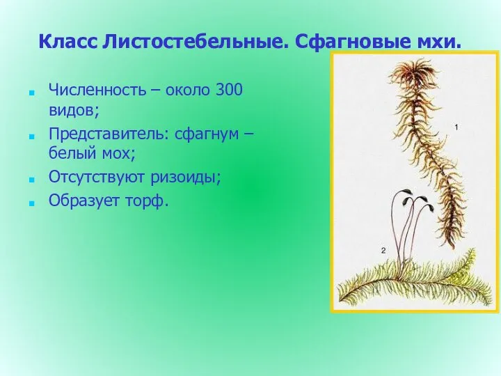 Класс Листостебельные. Сфагновые мхи. Численность – около 300 видов; Представитель: сфагнум –