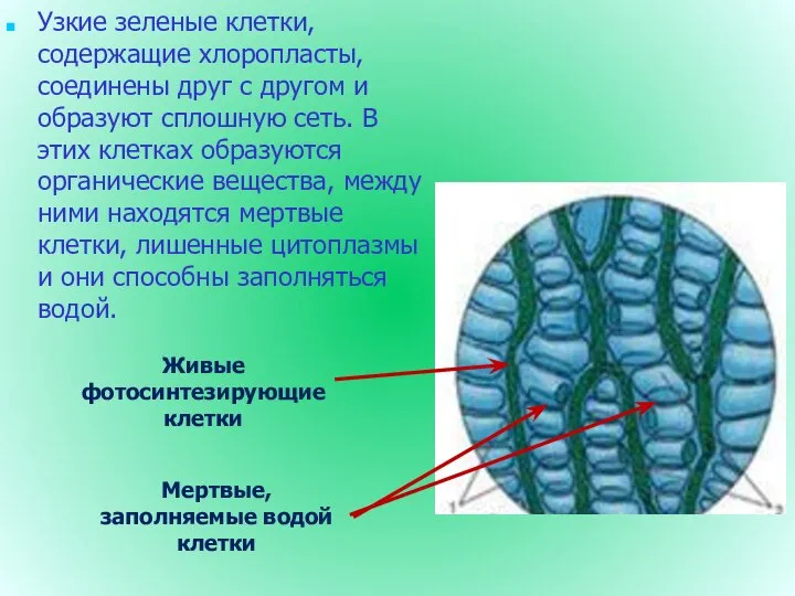 Узкие зеленые клетки, содержащие хлоропласты, соединены друг с другом и образуют сплошную