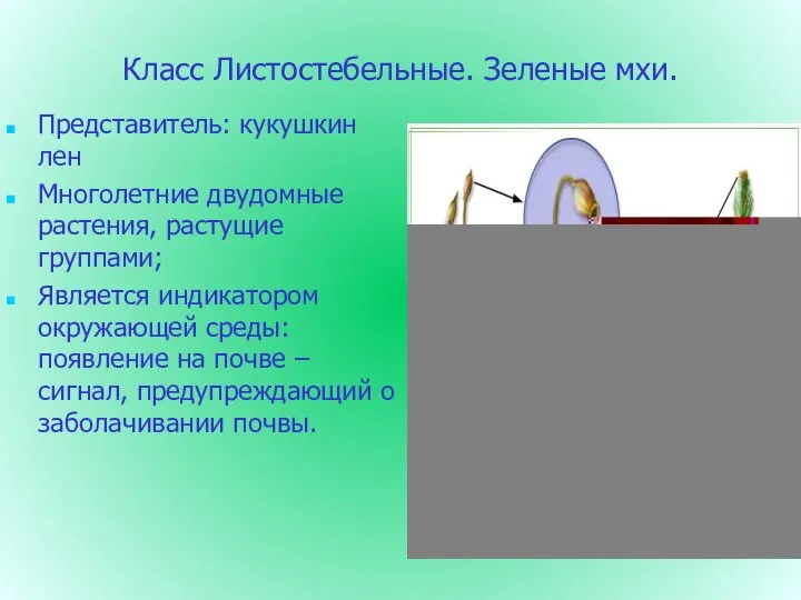 Класс Листостебельные. Зеленые мхи. Представитель: кукушкин лен Многолетние двудомные растения, растущие группами;