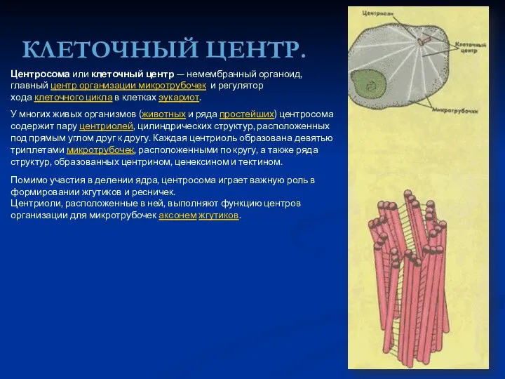 КЛЕТОЧНЫЙ ЦЕНТР. Центросома или клеточный центр — немембранный органоид, главный центр организации