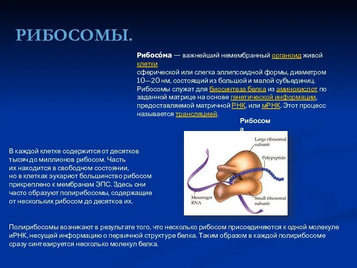 РИБОСОМЫ. Рибосома Рибосо́ма — важнейший немембранный органоид живой клетки сферической или слегка