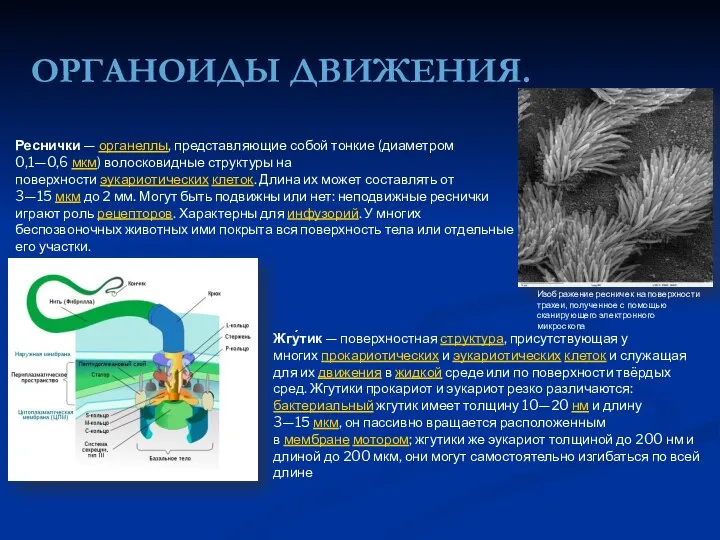 ОРГАНОИДЫ ДВИЖЕНИЯ. Реснички — органеллы, представляющие собой тонкие (диаметром 0,1—0,6 мкм) волосковидные