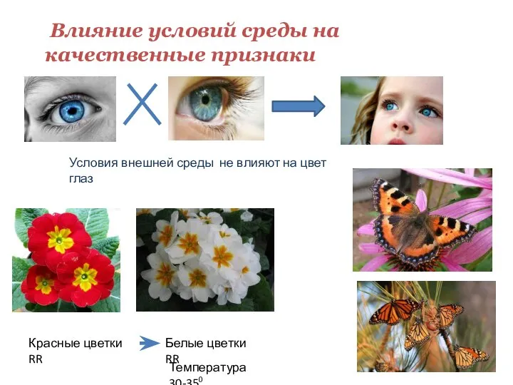 Влияние условий среды на качественные признаки Условия внешней среды не влияют на