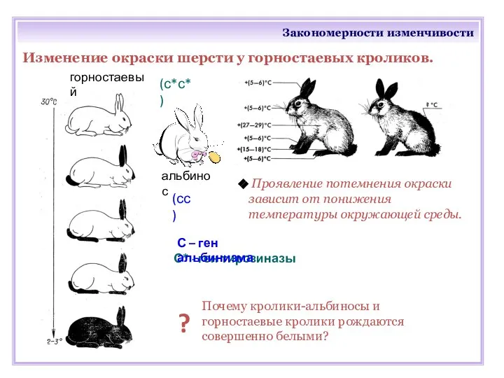Закономерности изменчивости Изменение окраски шерсти у горностаевых кроликов. Проявление потемнения окраски зависит