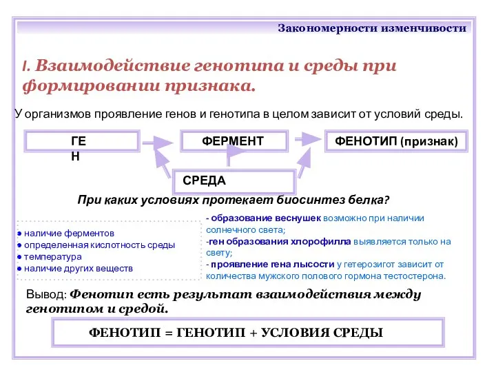 Закономерности изменчивости Вывод: Фенотип есть результат взаимодействия между генотипом и средой. I.