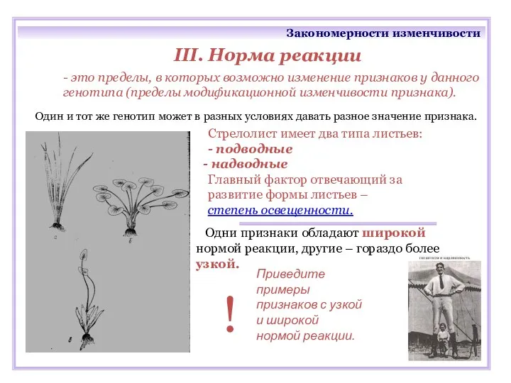 Закономерности изменчивости III. Норма реакции Один и тот же генотип может в