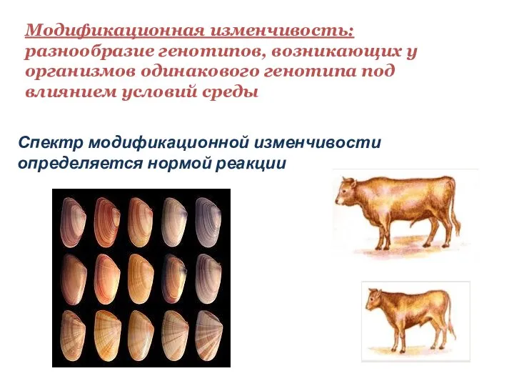Модификационная изменчивость: разнообразие генотипов, возникающих у организмов одинакового генотипа под влиянием условий