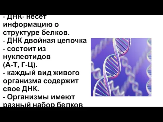- ДНК- несет информацию о структуре белков. - ДНК двойная цепочка -